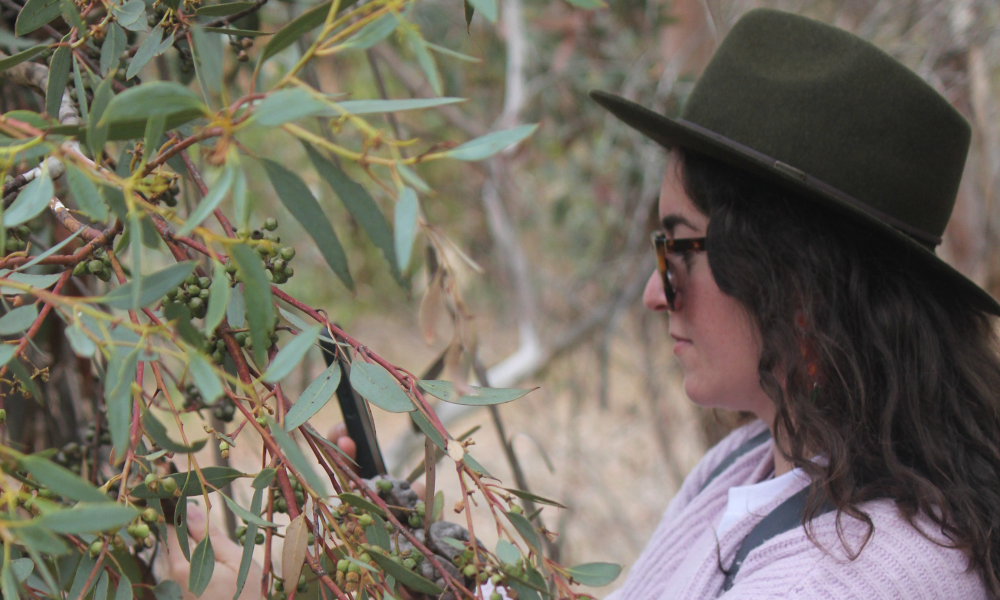 Travelling to Adelaide to see 840+ species of eucalypts